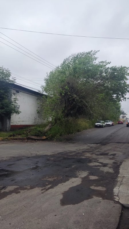 Árbol se encuentra a punto de caer
