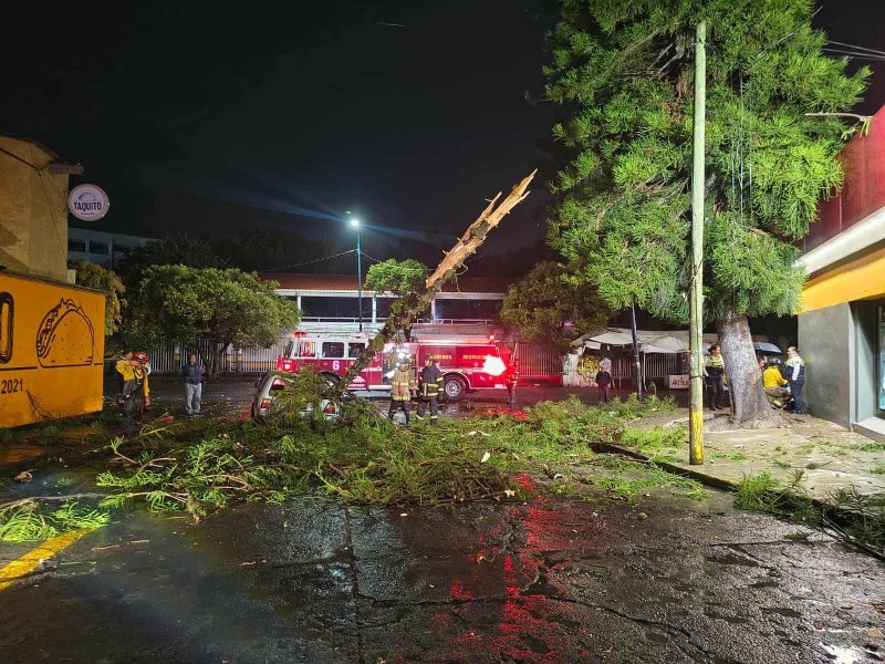 Árbol cae sobre auto en la colonia moreliana Cuauhtémoc; pareja sufre leves golpes 