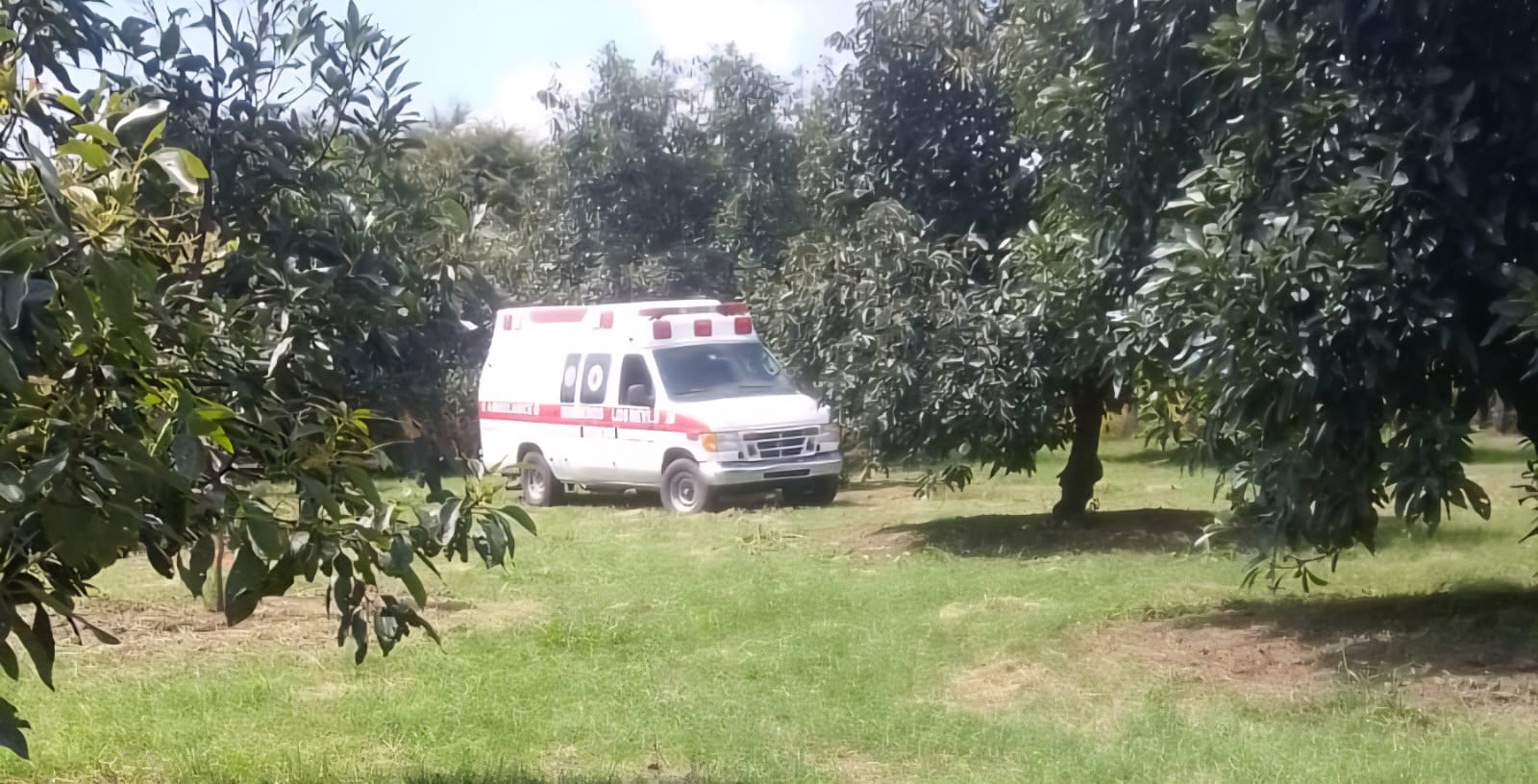 Cortador de aguacate muere electrocutado, en huerta de Los Reyes