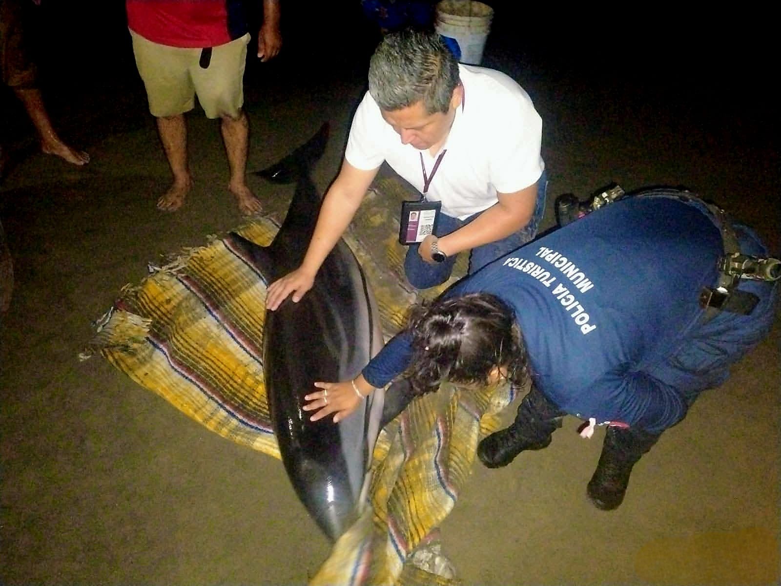 Auxilian a delfín varado en Playa Tortuga, Lázaro Cárdenas