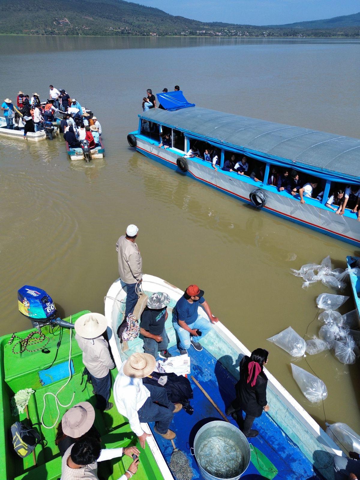 Compesca libera 30 mil crías de pez blanco y acúmara en el lago de Pátzcuaro
