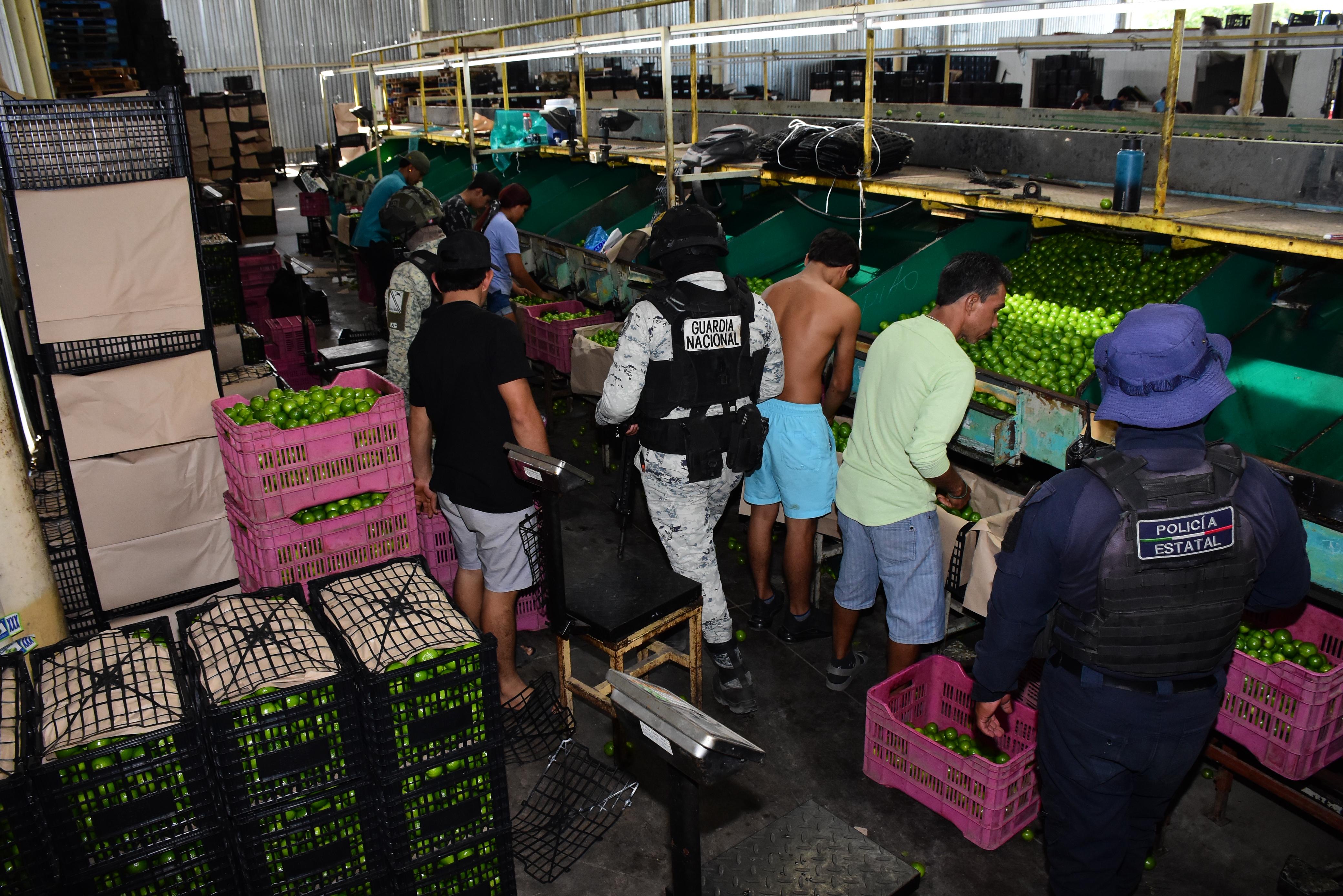 Operación “Paricutín” refuerza la seguridad en empacadoras de limón en Apatzingán